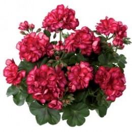 Toscana® Sunflair Lollipop Red (Chris)